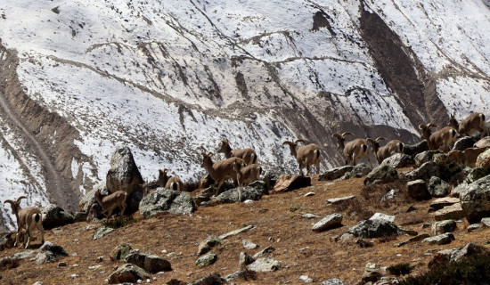 पर्वत जोगाउन पैरवी