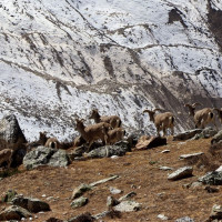 जेट एयरवेजलाई लिक्विडेसनमा लैजान भारतीय अदालतको आदेश