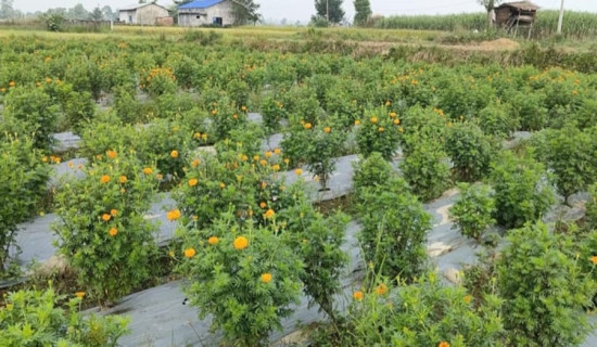 अनुदानको बिउले फूल किसान निराश