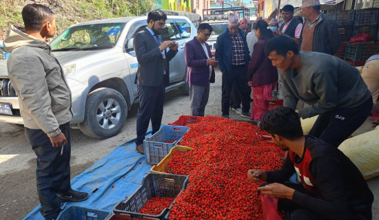 ६ करोड बढीको अकबरे खुर्सानी बिक्री