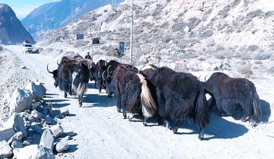 बिक्रीका लागि बजार झारेका याकचौरी