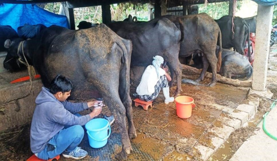 विदेशबाट फर्केर पशुपालनमा दाजुभाइ