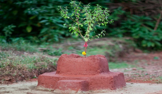 आज हरिबोधिनी एकादशी पर्वः तुलसी र दामोदरको विवाह