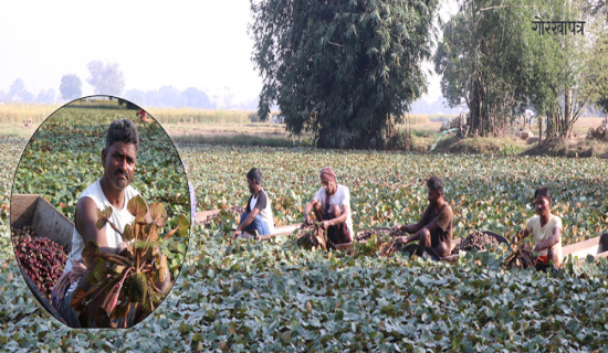 सिङ्गडा खेतीबाटै मनग्य आम्दानी लिँदै कहार परिवार