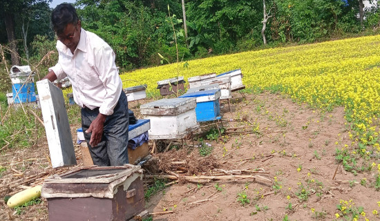 'रानी तलाउ'लाई 'अनेसास डिल्लीराम तिम्सिना सर्वोत्कृष्ट उपन्यास पुरस्कार'