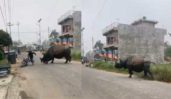 नवलपुरमा गैँडाले मच्चाएको आतङ्क