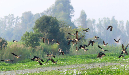 बडीमालिकाबाट उद्धार गरिएका युवकको सुर्खेतमा मृत्यु