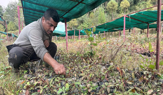 तीनजुरे रातपोखरी सामुदायिक वनमा २८ हजार गुराँसका बिरुवा हुर्काइँदै