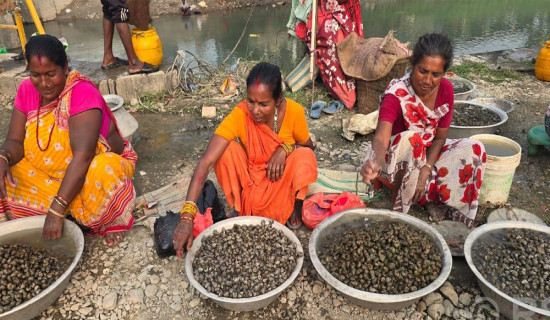 महिलाका लागि आम्दानीको आधार बन्दै घोँगी व्यापार