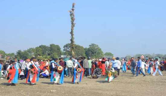 मेडरी नाच संरक्षणमा थारू समुदाय