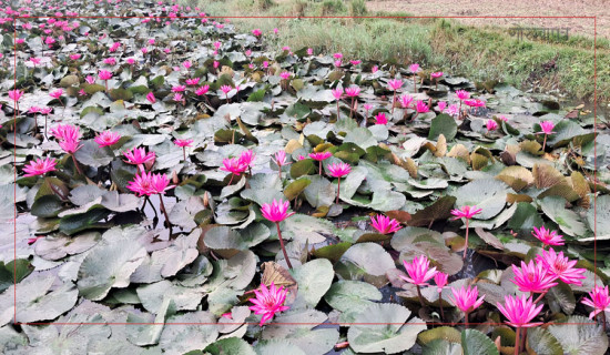 महिलाका लागि आम्दानीको आधार बन्दै घोँगी व्यापार