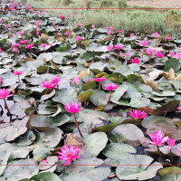 मुस्ताङ जिल्ला समन्वय समितिको प्रमुखमा एमाले निर्विरोध