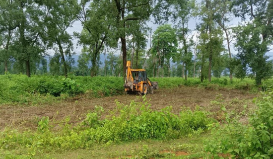 रुख काट्न वनले माग्यो मन्त्रालयको सहमति