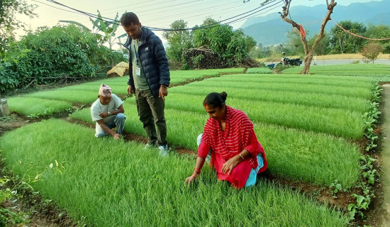 प्याजका बिरुवा बेचेर डेढ लाख कमाइ