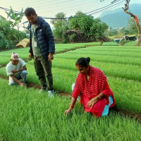 इमाडोलका किसानलाई धान भित्र्याउने चटारो (फोटो फिचर)