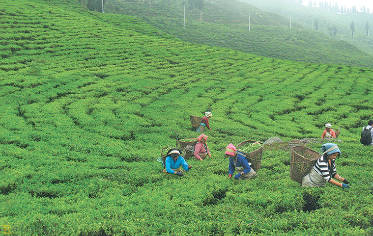 चिया निर्यात ६९ प्रतिशतले बढ्यो