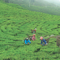 चिया निर्यात ६९ प्रतिशतले बढ्यो