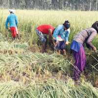 धानको समर्थन मूल्य तोक्न ढिलाइ, उत्पादन तथ्याङ्क सङ्कलन गरिँदै