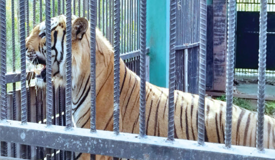 कोशी प्रदेशका अठहत्तर सहकारी उच्च जोखिममा