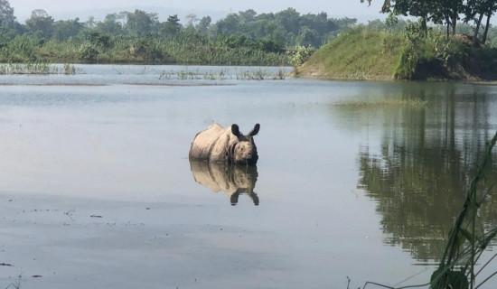 हात्ती डुबाउने ताललाई पुरानै स्वरुपमा फर्काइने