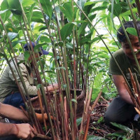 दसैँतिहारमा खाद्यान्न अभाव नहुने