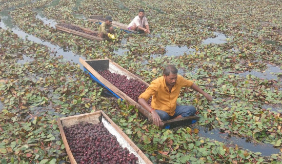 काठमाडौं महानगरको घर बहाल निर्देशिका : तीन लाखलाई करको दायरामा ल्याउने तयारी