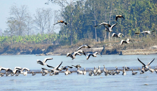 जाडो छल्न आइपुगे आगन्तुक चरा