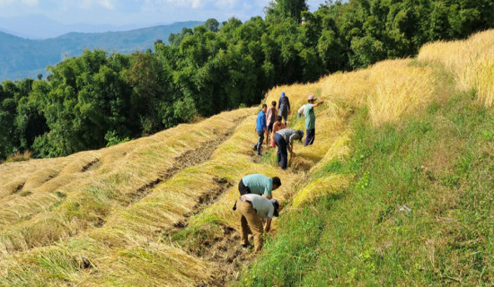 गाउँ फर्कनुभएका रोकाको खेतमा माओवादी कार्यकर्ताको श्रमदान