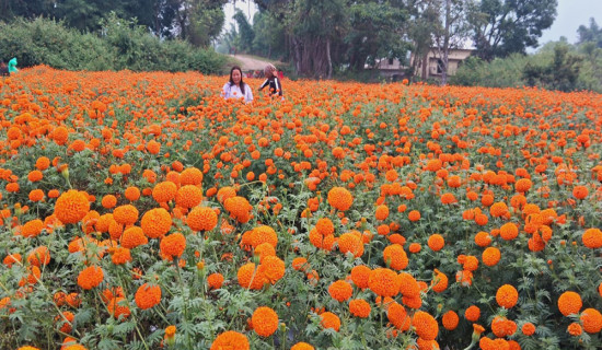 तिहारमा फूलमाला बिक्रीबाट पाँच लाख बचत