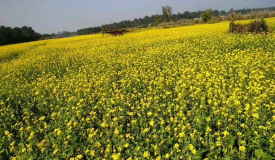 तोरी फुलेर भित्तरिया गाउँ बन्यो पहेलपुर