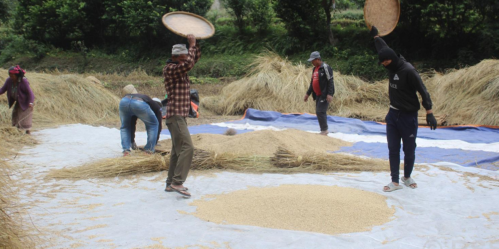 ‘गौरिया’ चामलको माग बढ्दो, खेती घट्दो