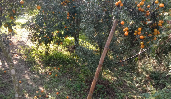 बिक्री गर्ने समयमा झर्न लाग्यो सुन्तला, कृषक मारमा