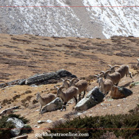 चोभार सुक्खा बन्दरगाहमा व्यावसायिक गतिविधि बढ्दै