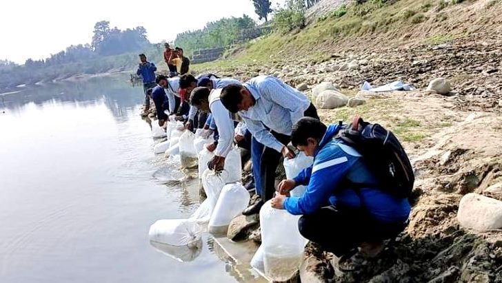 बबई नदीमा १० हजार माछाका भुरा छाडिए