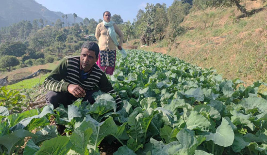 अर्गानिक तरकारी फलाउने किसान निराश