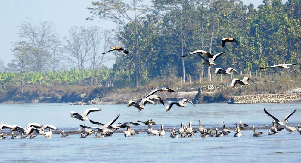 जाडो छल्न आइपुगे पाहुना चरा