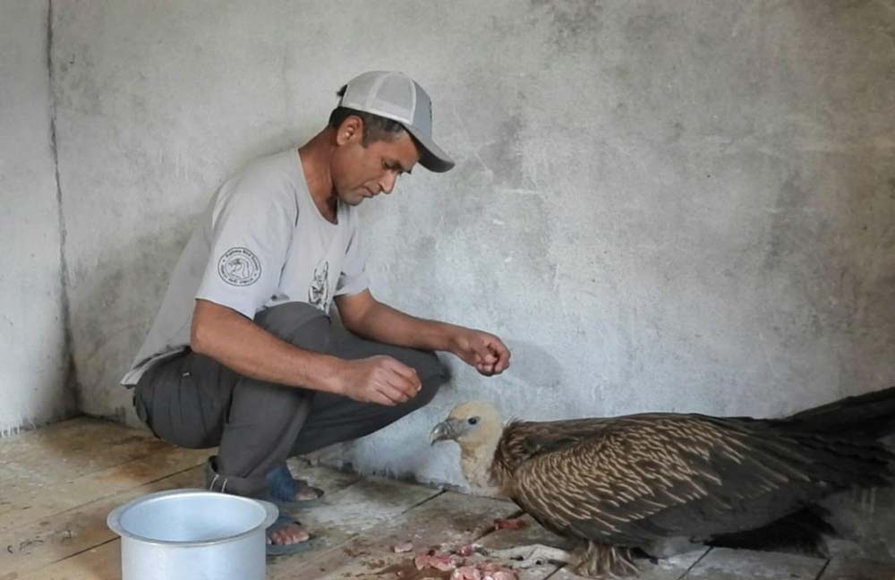 व्यक्तिगत लगानीमा लोपोन्मुख गिद्ध संरक्षण