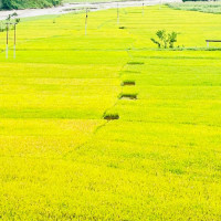 करेन्ट लागेर एकको मृत्यु