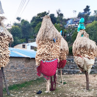 स्थानीय तहमा नियमविपरीत सात सय साठी कर्मचारी