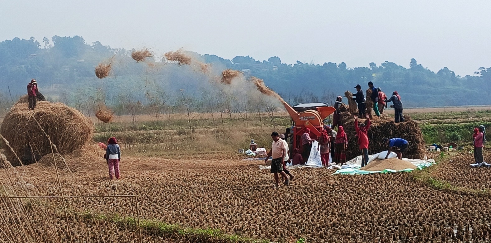 पाल्पामा धान उत्पादन बढ्यो