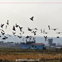 लेकाली भेगमा हिमपात