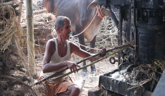 इलामको रोङमा बेसार खेती प्रवर्द्धन गरिँदै