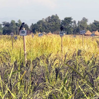 जलवायुमैत्री प्रविधि प्रयोग गरेर उत्पादनमा वृद्धि गर्छौँ : प्रधानमन्त्री