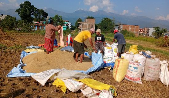 पाल्पामा धान उत्पादन बढेपछि किसान उत्साहित