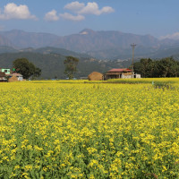 डिडिसीका महाप्रबन्धकलाई मन्त्रालय झिकाइयो