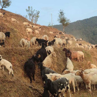 ओखलढुङ्गा कांग्रेस सङ्गठन सुदृढीकरणमा केन्द्रित