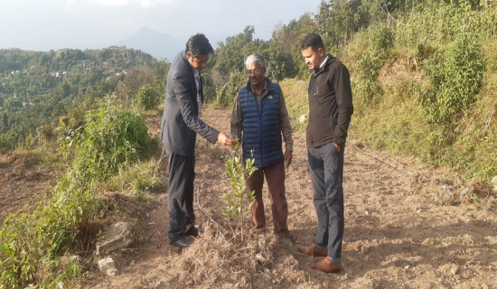 पोखराको बाँझो जग्गामा कागतीखेती