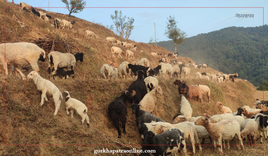 संरक्षणको पर्खाइमा वाग्मा पोखरी