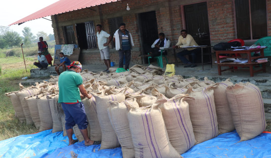 १६ सय क्विन्टल किसानको धान खरिद