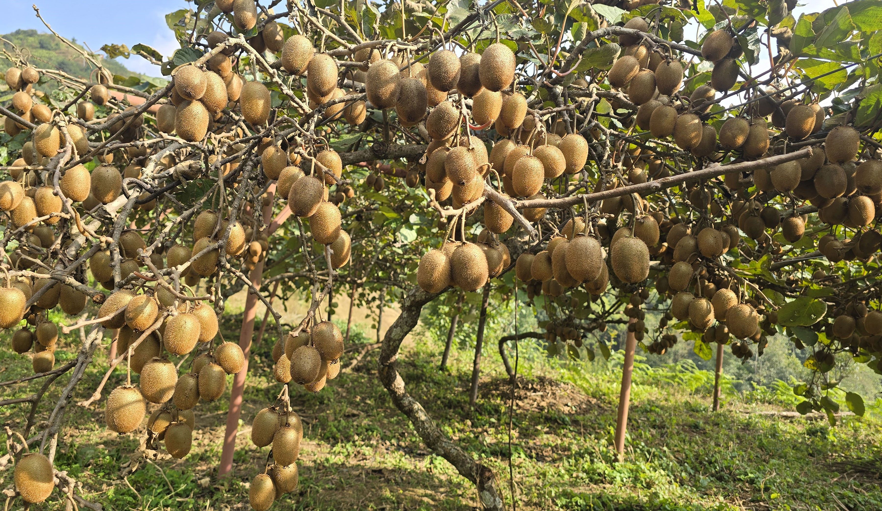 कृषि फार्ममा लटरम्म फलेको किवी